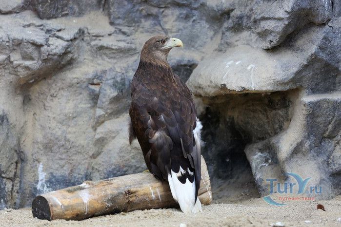 Сеульский Зоопарк