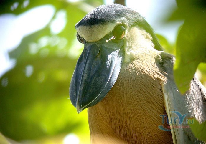 Заповедник Живой Природы Агуакалиенте (Aguacaliente Wildlife Sanctuary)