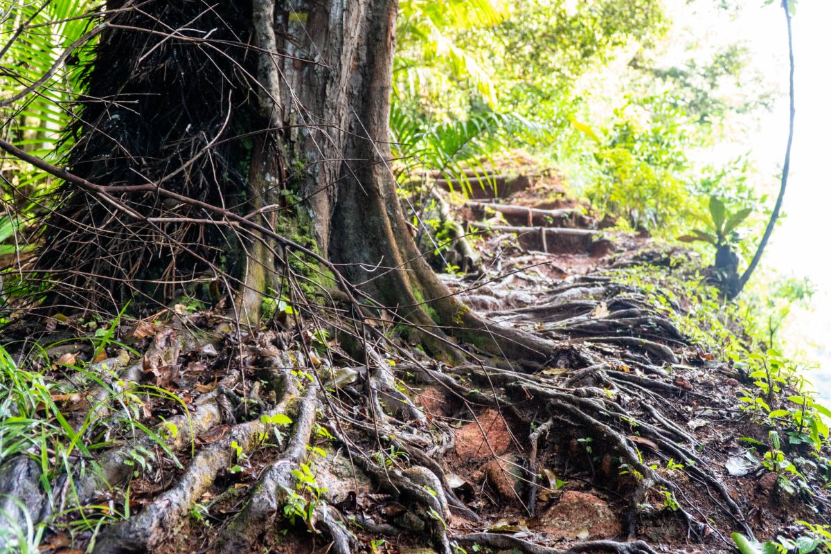 Морн Блан Трейл