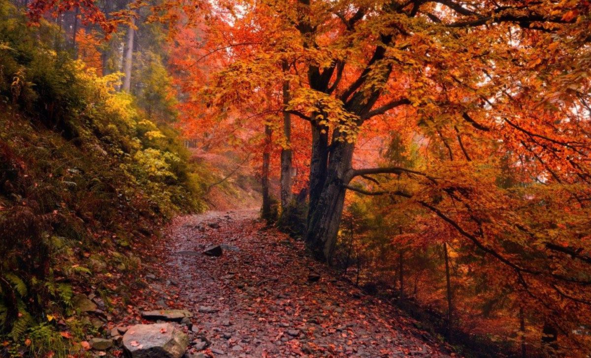 Ботанический сад-институт научно-исследовательского центра РАН