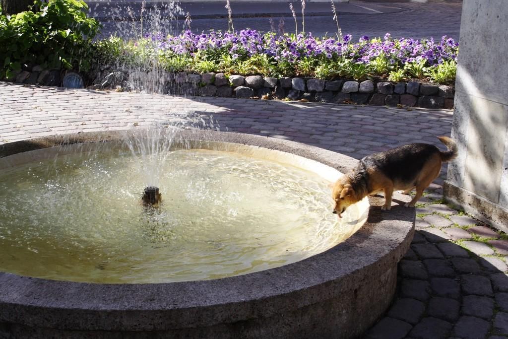 Рынок Роотситург