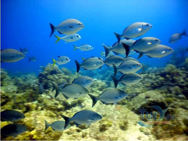 Затонувшие суда: пароход 