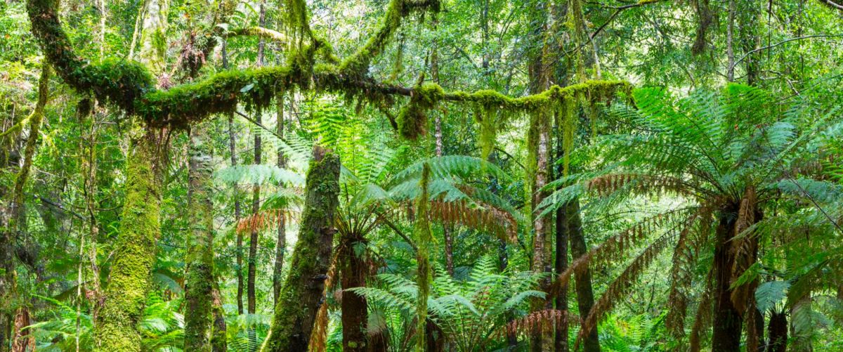 Прохладные Умеренные Тропические Леса Тасмании