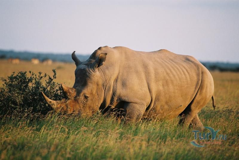  Заповедник Хама Рино