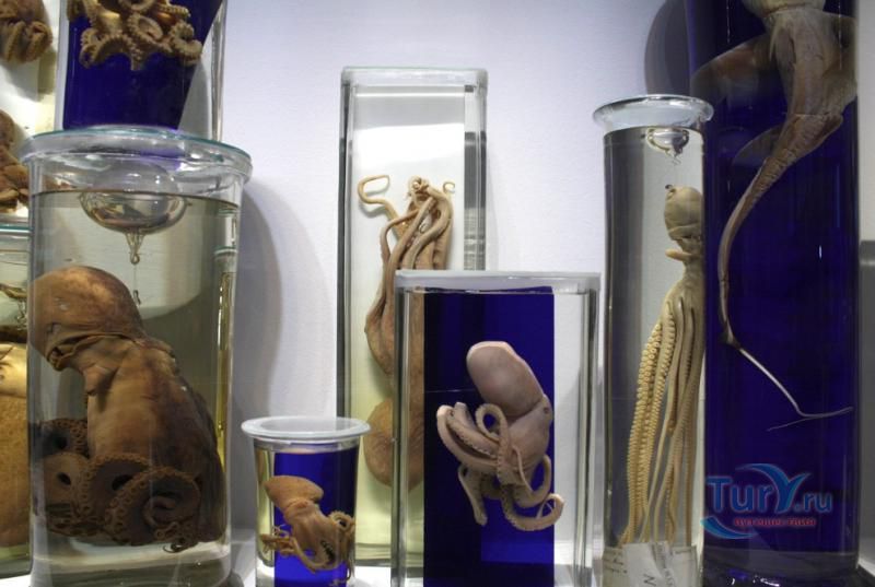 Океанографический музей Монако