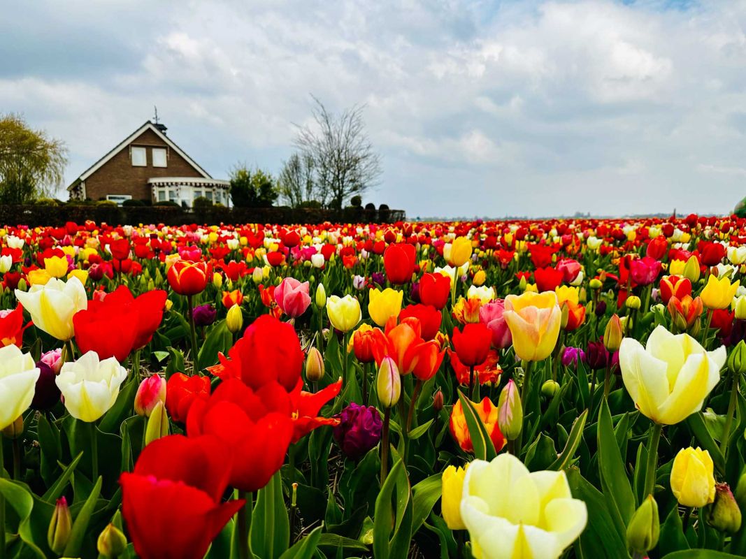 Цветочные поля Лиссе