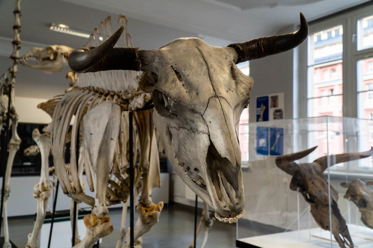 Музей естественной истории Вроцлавского университета