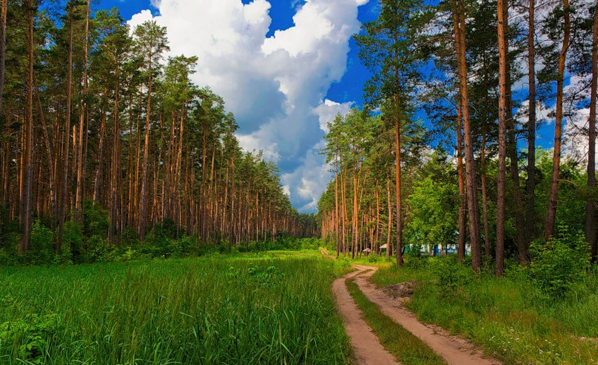 Чуварлейский сосновый бор