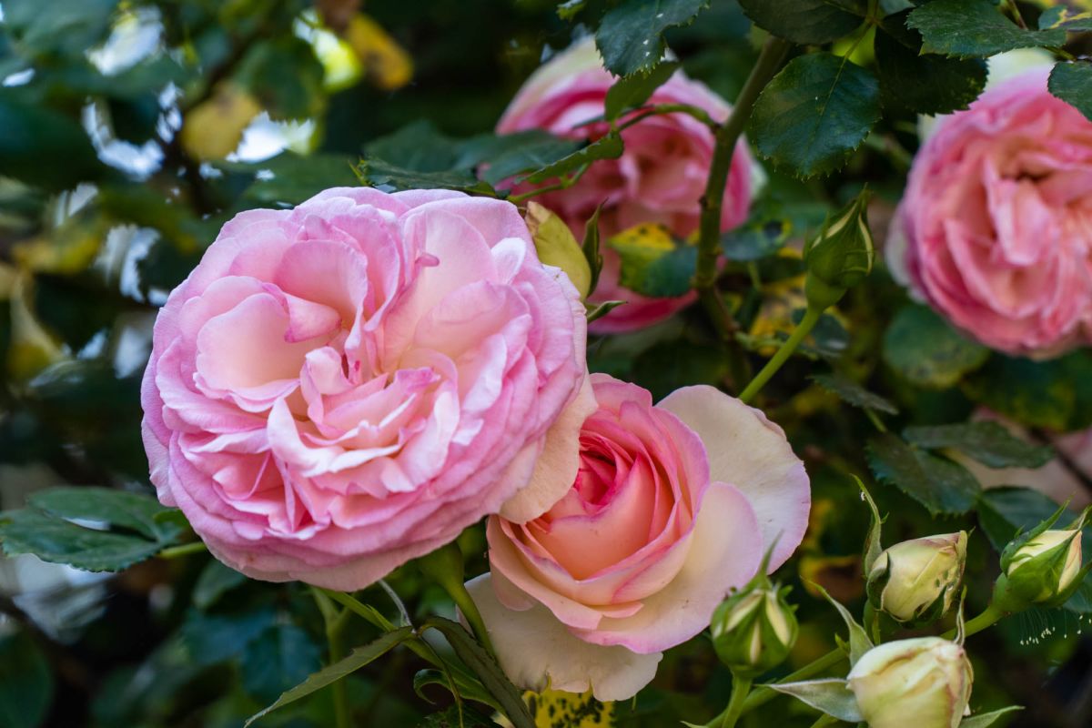 Ботанический сад Валенсии