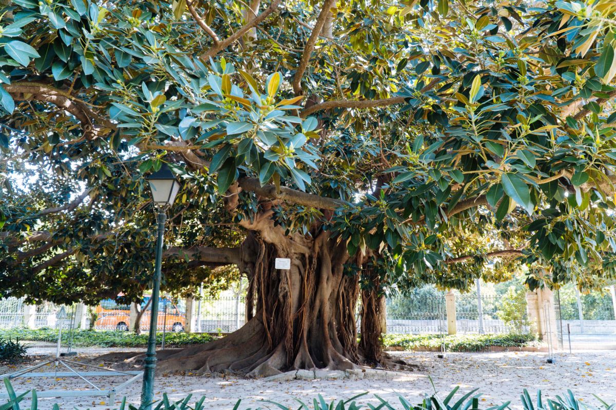 Сады дель Реал / Виверс