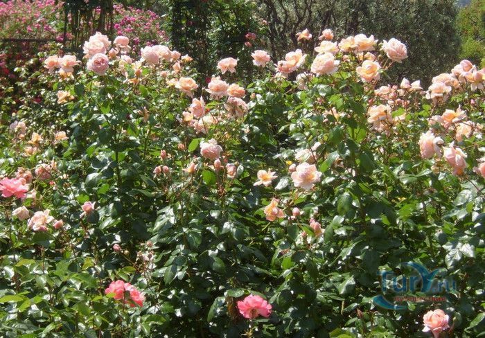 Пейзажный Парк Фонвьей и Розарий Принцессы Грейс