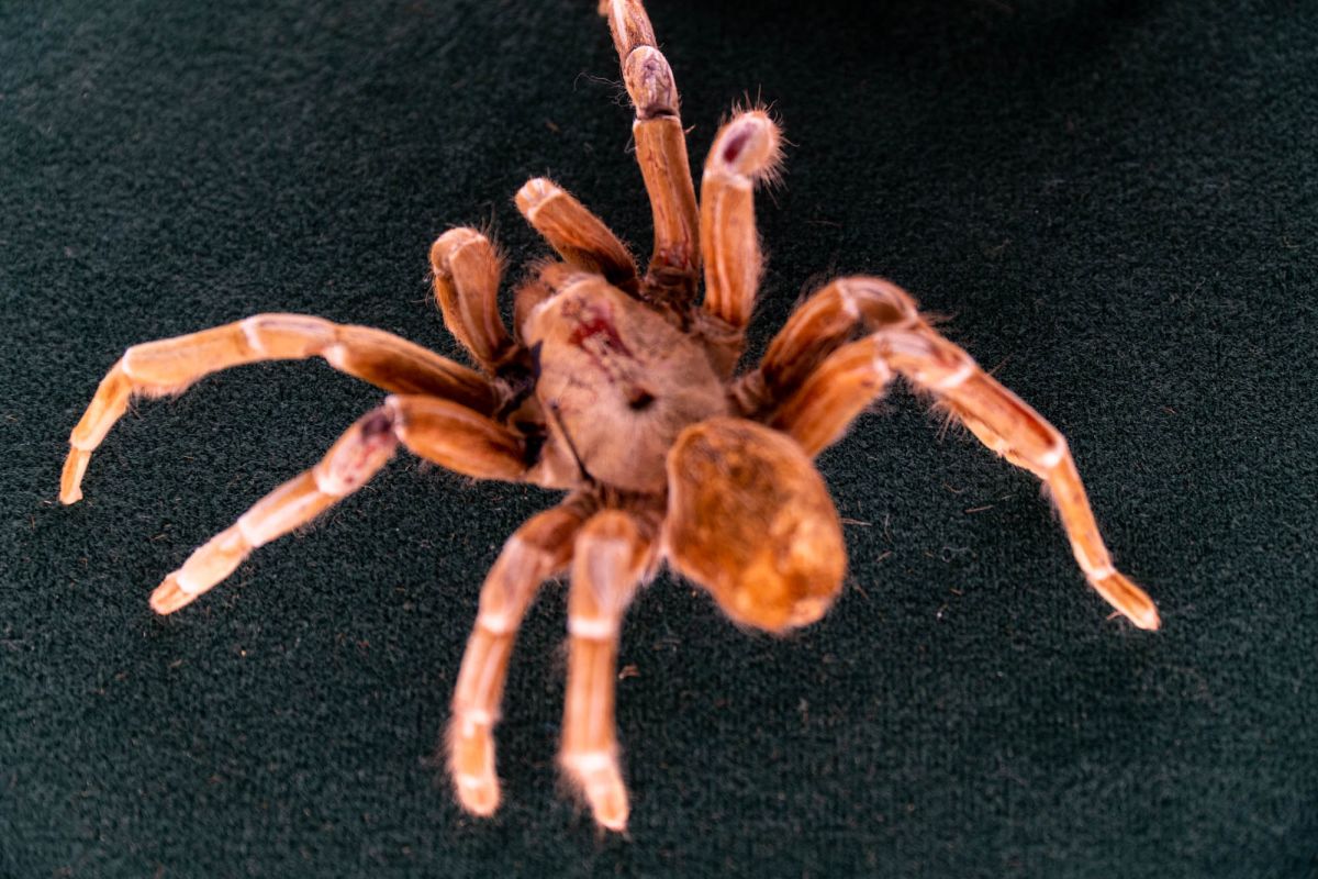 Музей естественной истории Вроцлавского университета