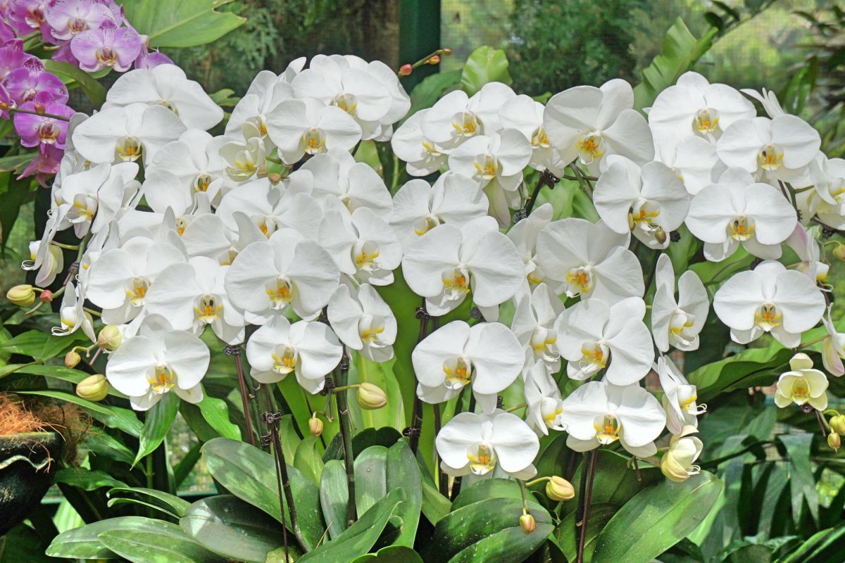 Национальный сад орхидей Сингапура