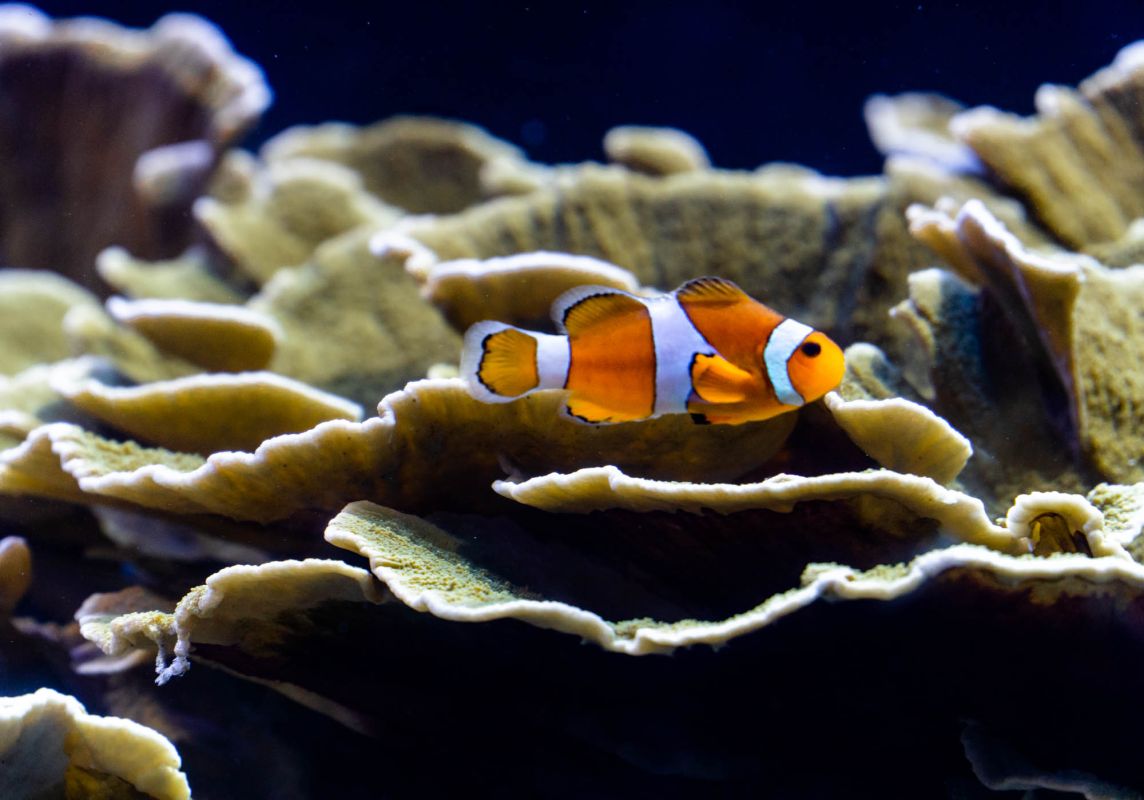 Океанографический парк Валенсии