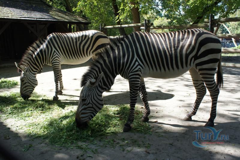 Варшавский зоопарк