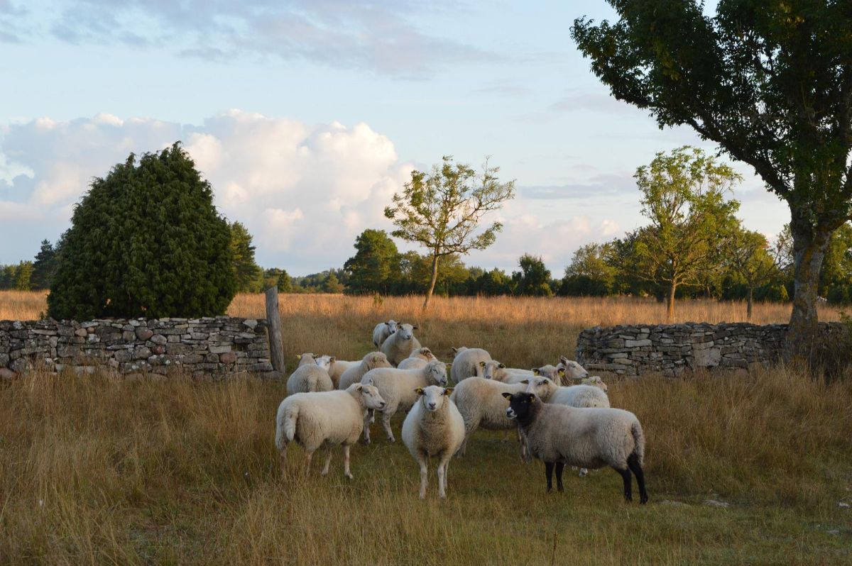 Поместье Пилгусе