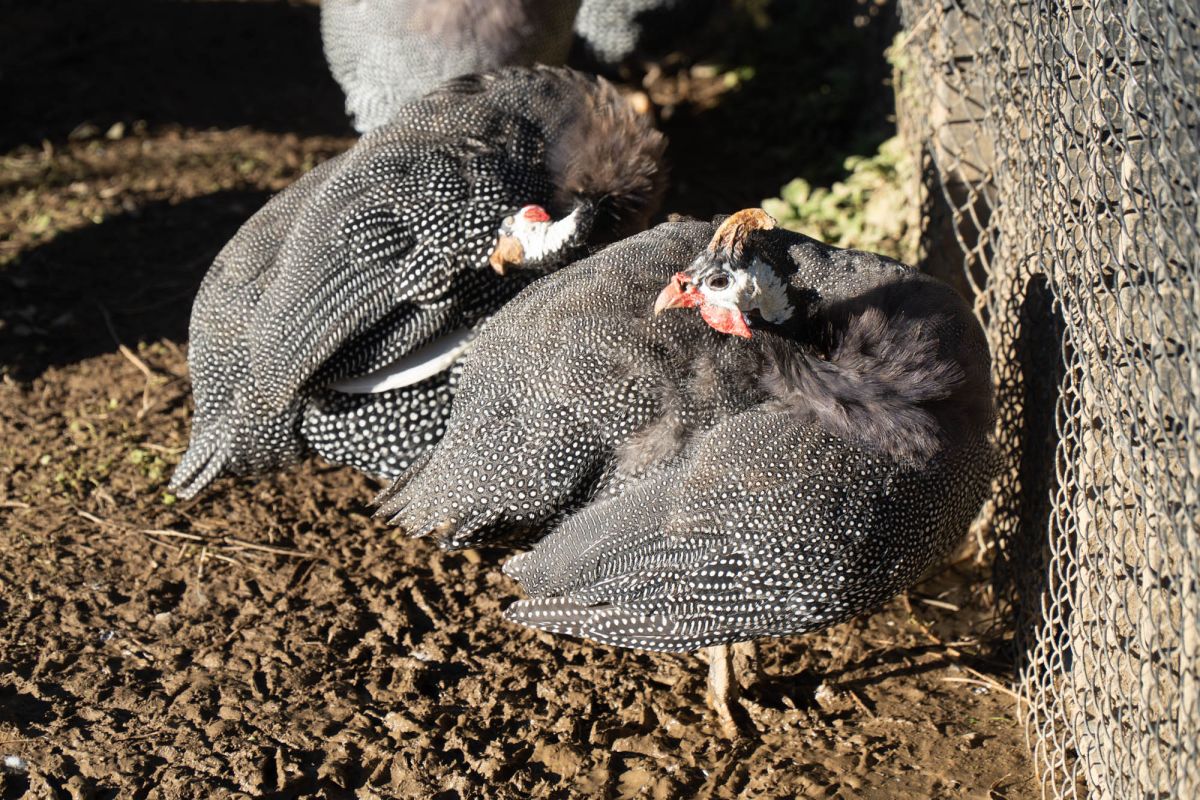 Птичий питомник