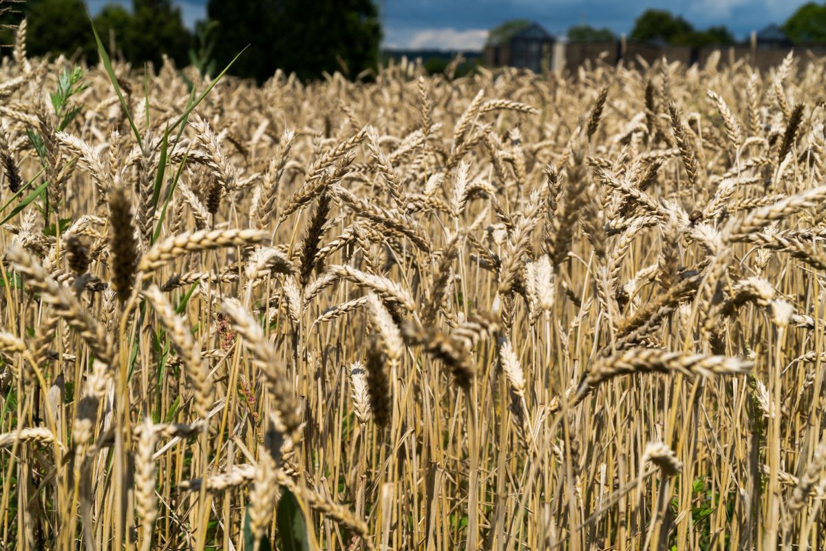 Часовня Шенштатт Мариенланд