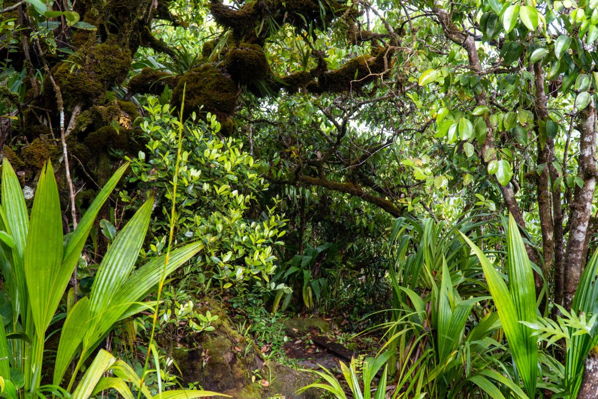 Национальный парк Морн Сейшелуа