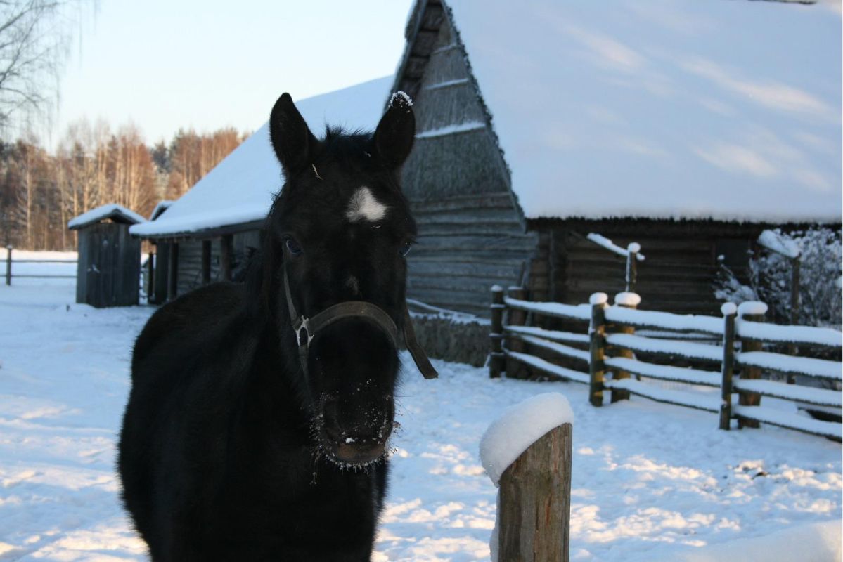 Вярска хутор-музей