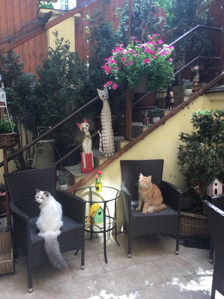 Кошачье кафе (Kočičí kavárna)