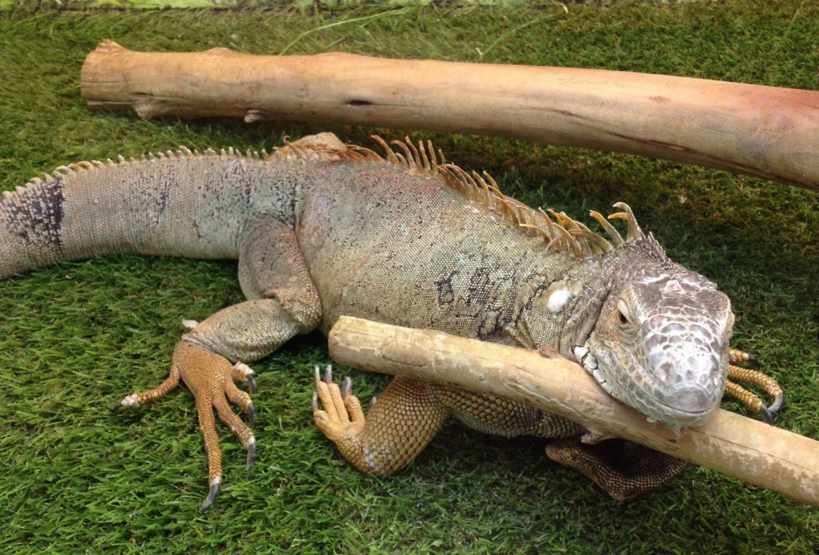 Зоопарк Трогательные Лапки