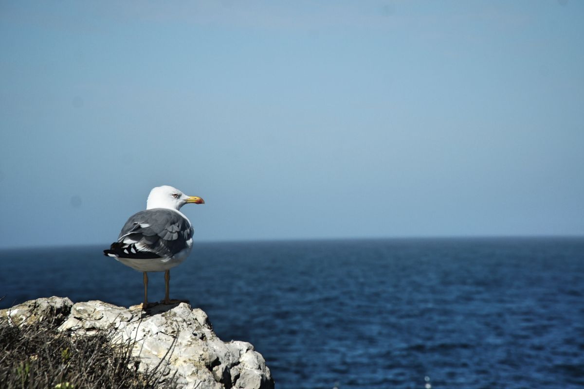 Камперван Дэй Парк