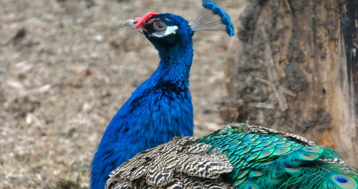 Ростовский зоопарк