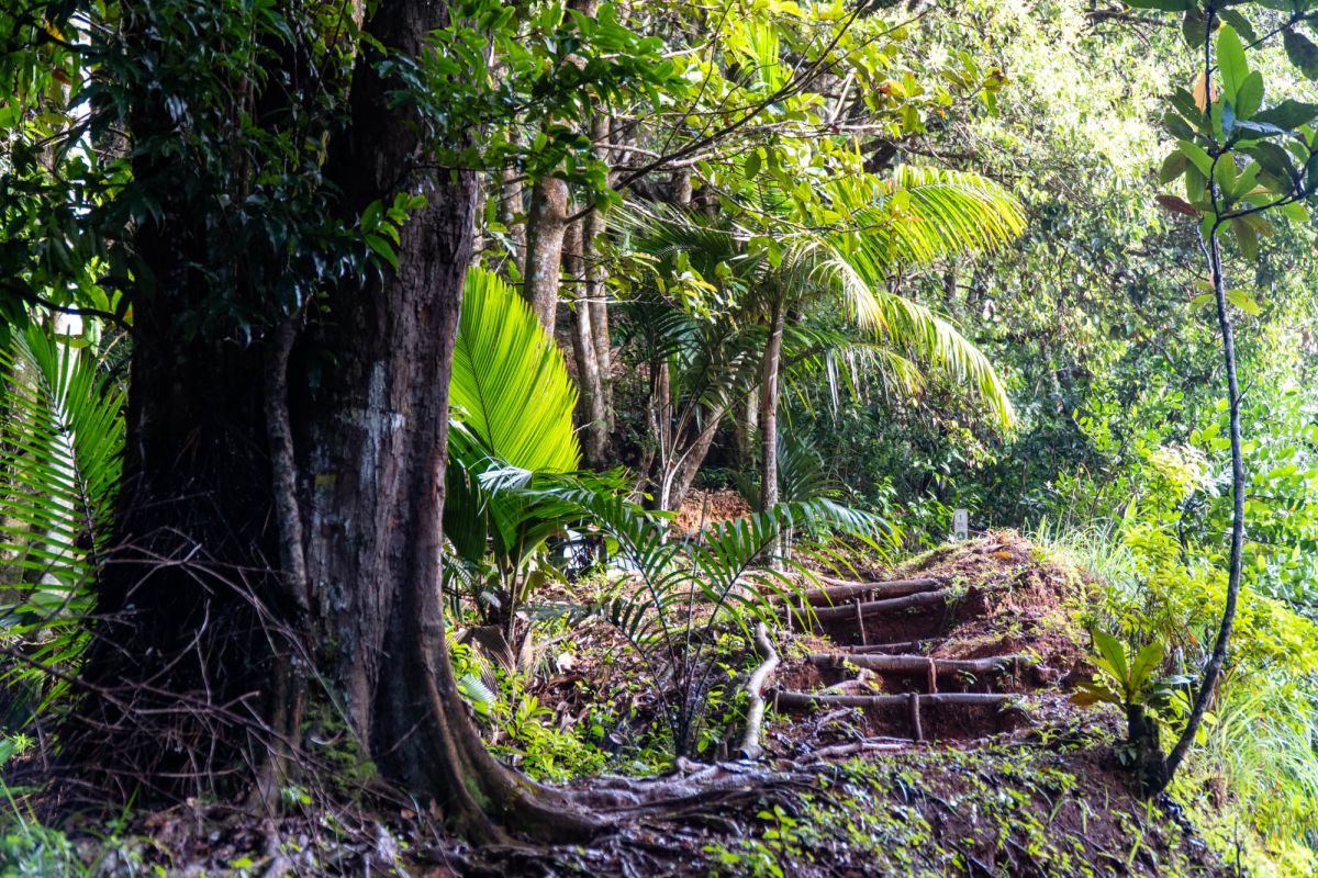 Морн Блан Трейл