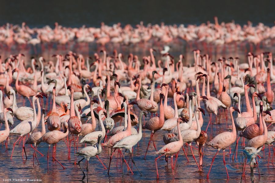 Озеро Накуру