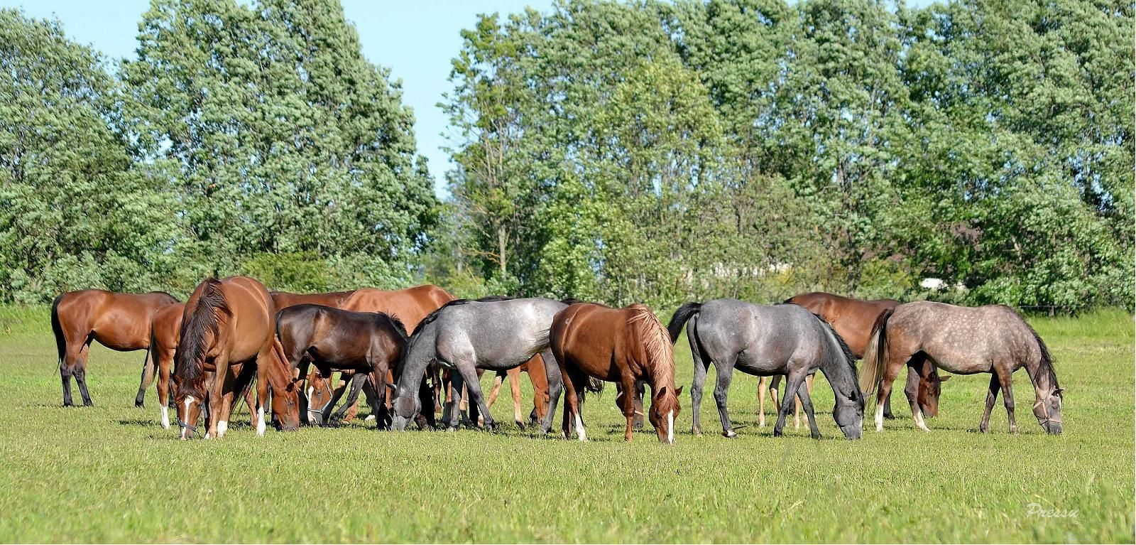 Хеймталиское коневодство