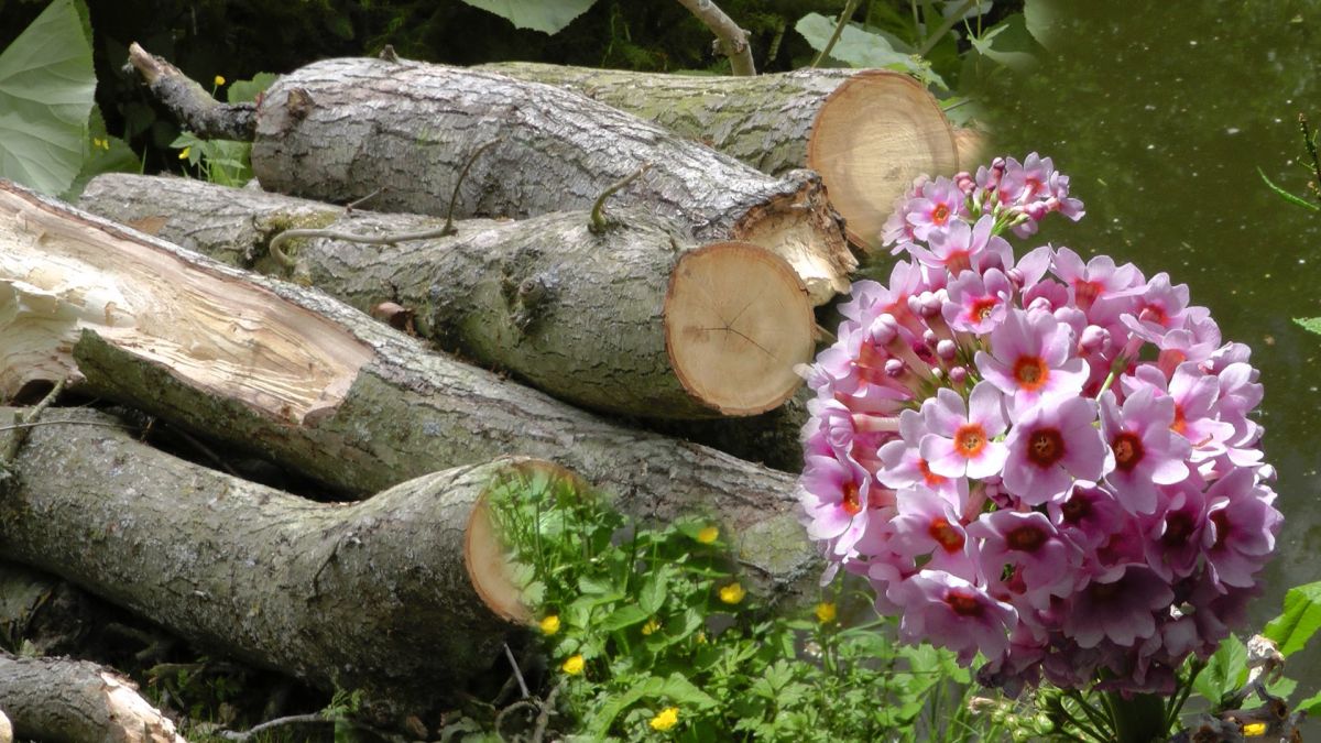 Лес Фэйрхевен и Водные Сады