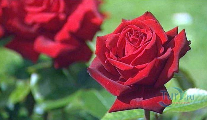 Пейзажный Парк Фонвьей и Розарий Принцессы Грейс