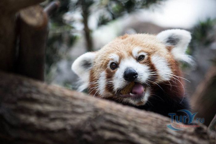 Сингапурский Зоопарк