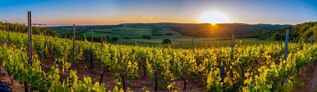 Винодельня «Ковачевич»