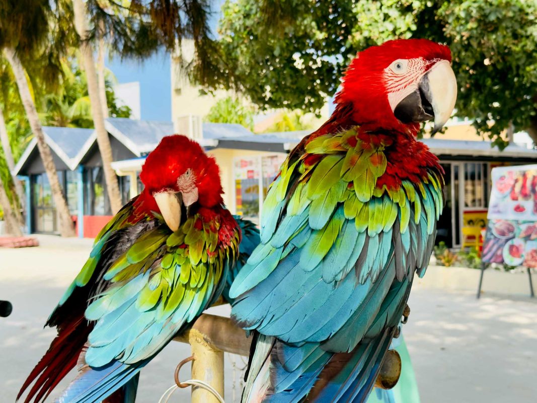 Пэррот Спот