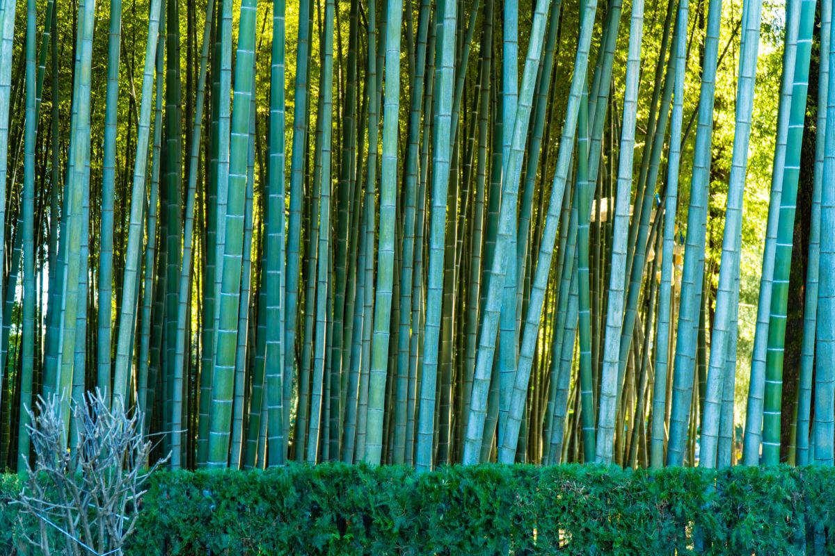 Бамбуковая Роща