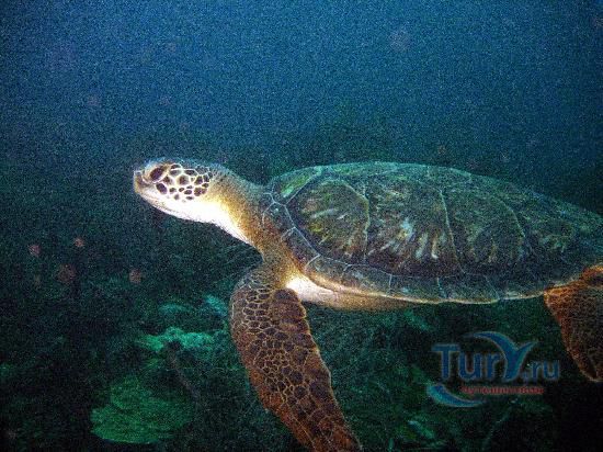 Фиолетовый дождь