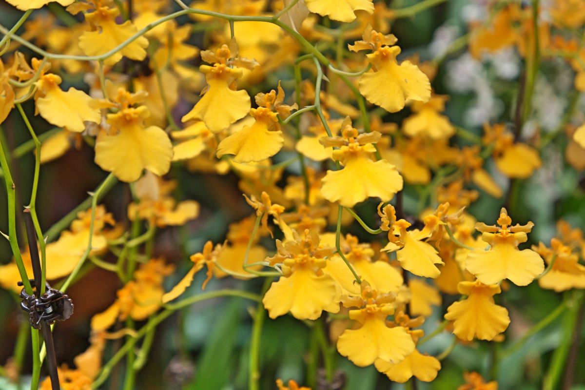 Национальный сад орхидей Сингапура