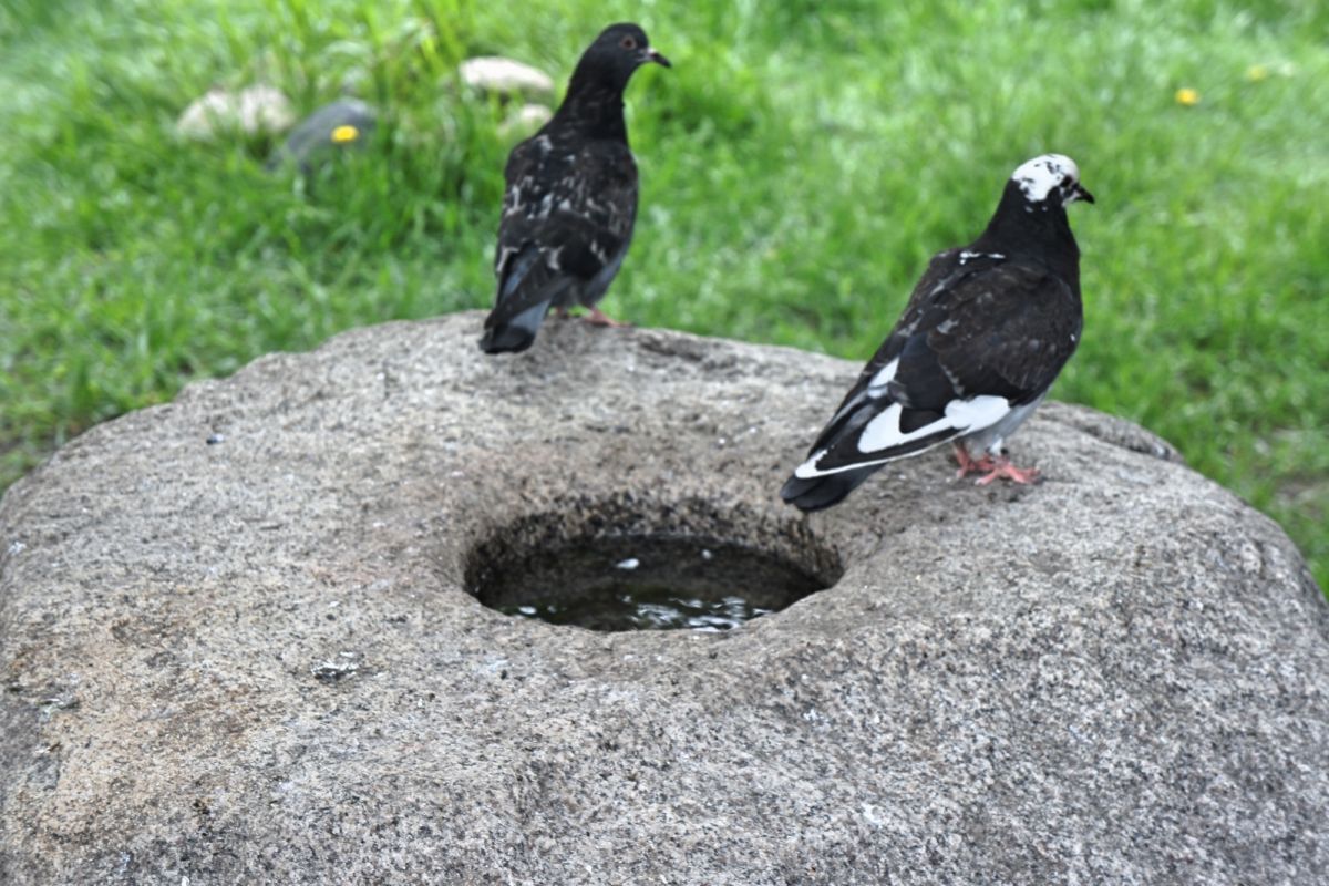 Алтарь Рагутиса