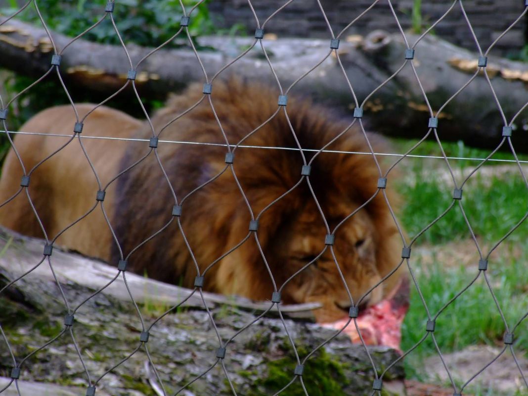 Краковский зоопарк