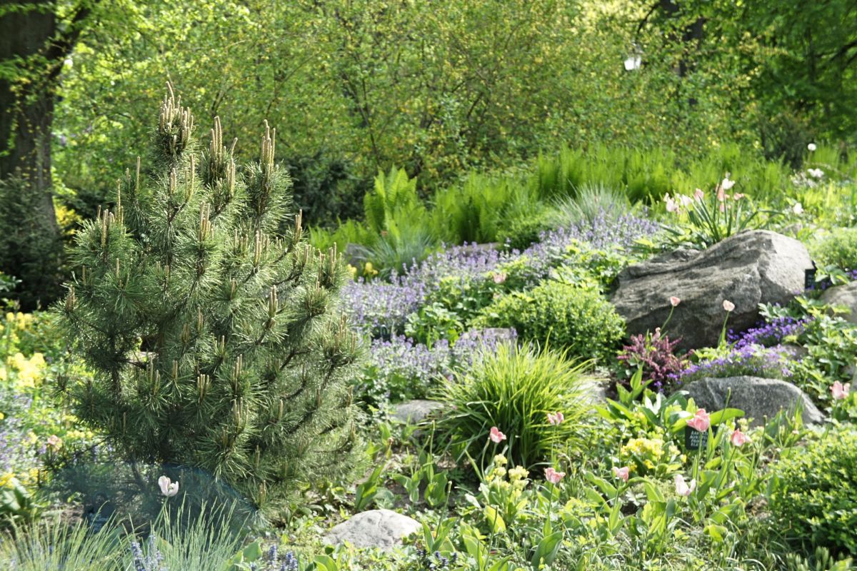 Бернардинский сад (Сад Bernardinų)