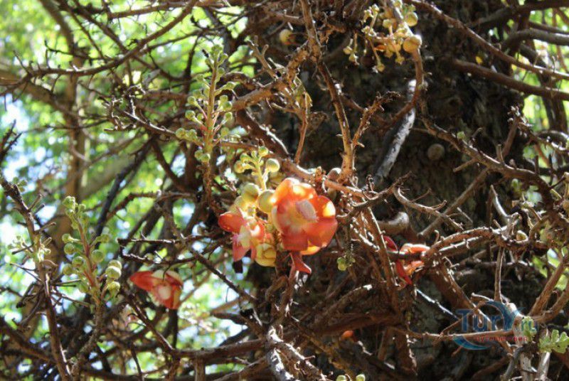 Национальный Ботанический Сад Сейшельских Островов