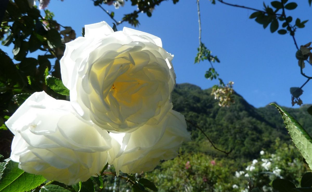 Розарий Кинта-ду-Арко (Roseiral of Quinta do Arco)