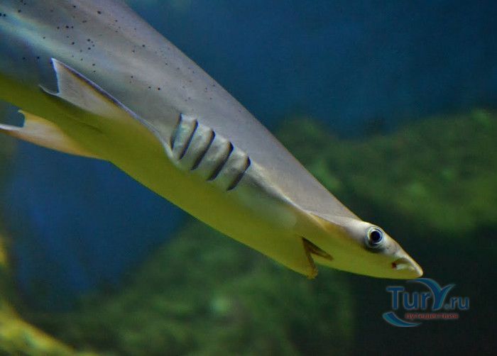 Музей Воды Аквариа