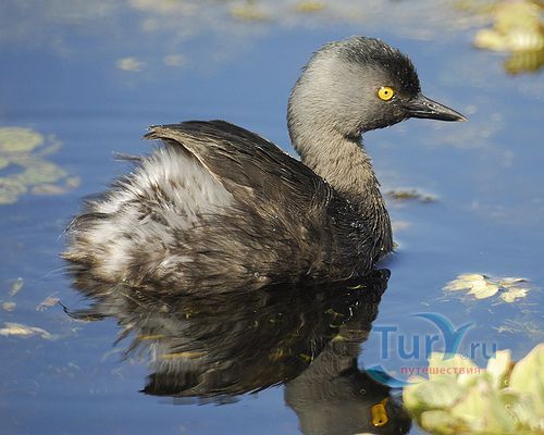Обработанные водоемы сточных вод Тринсити