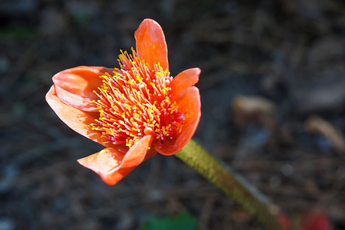 Ботанический сад Лиссабона