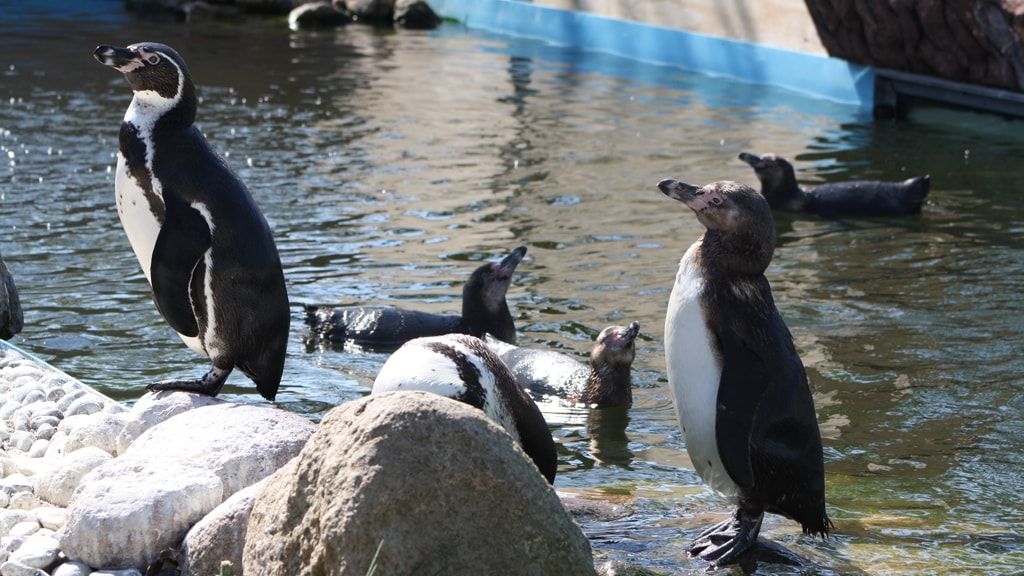 Зоопарк и ботанический сад Гульдборгсунда