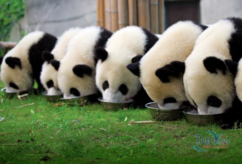 Павильон Гигантских Панд