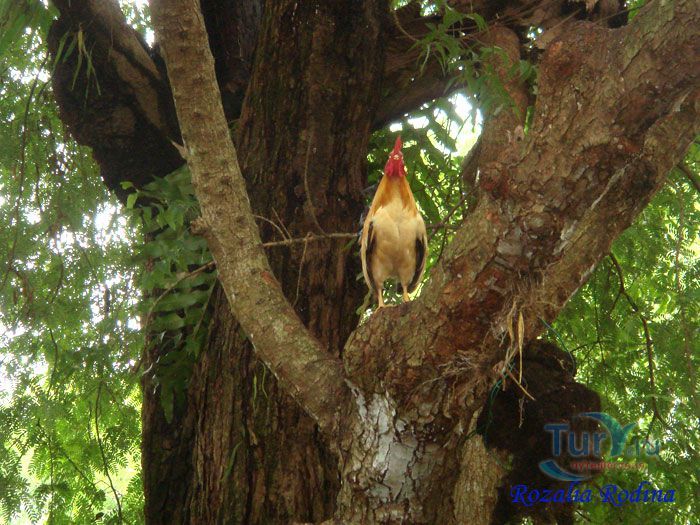 Ферма животных Кикис в Pelangi Beach Resort